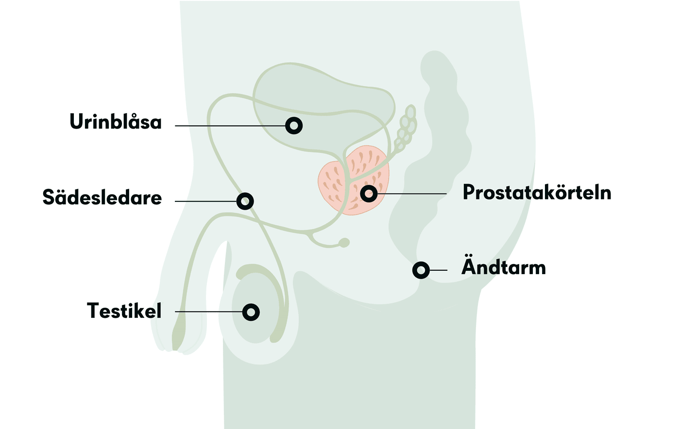 Prostata förklaring